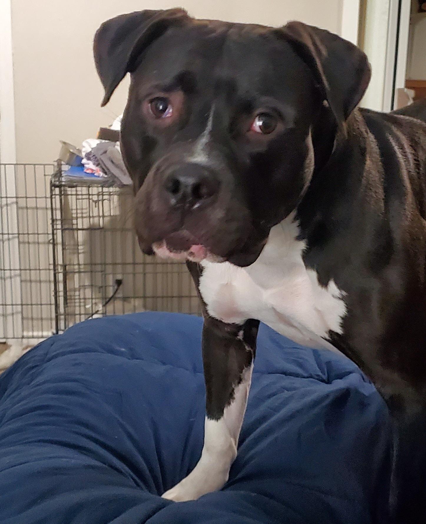 Enlarge Sammy, a Adopted Pit Bull Terrier in Arlee, MT image 4/6