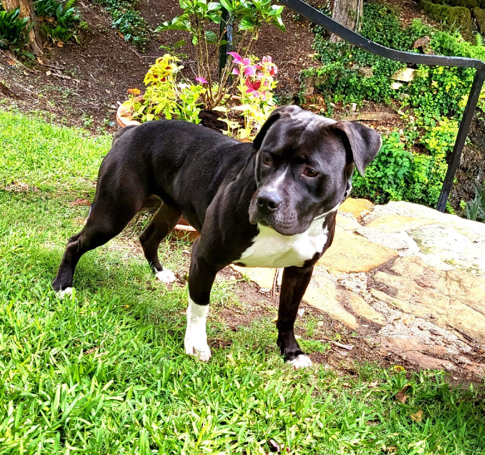 Enlarge Sammy, a Adopted Pit Bull Terrier in Arlee, MT image 5/6