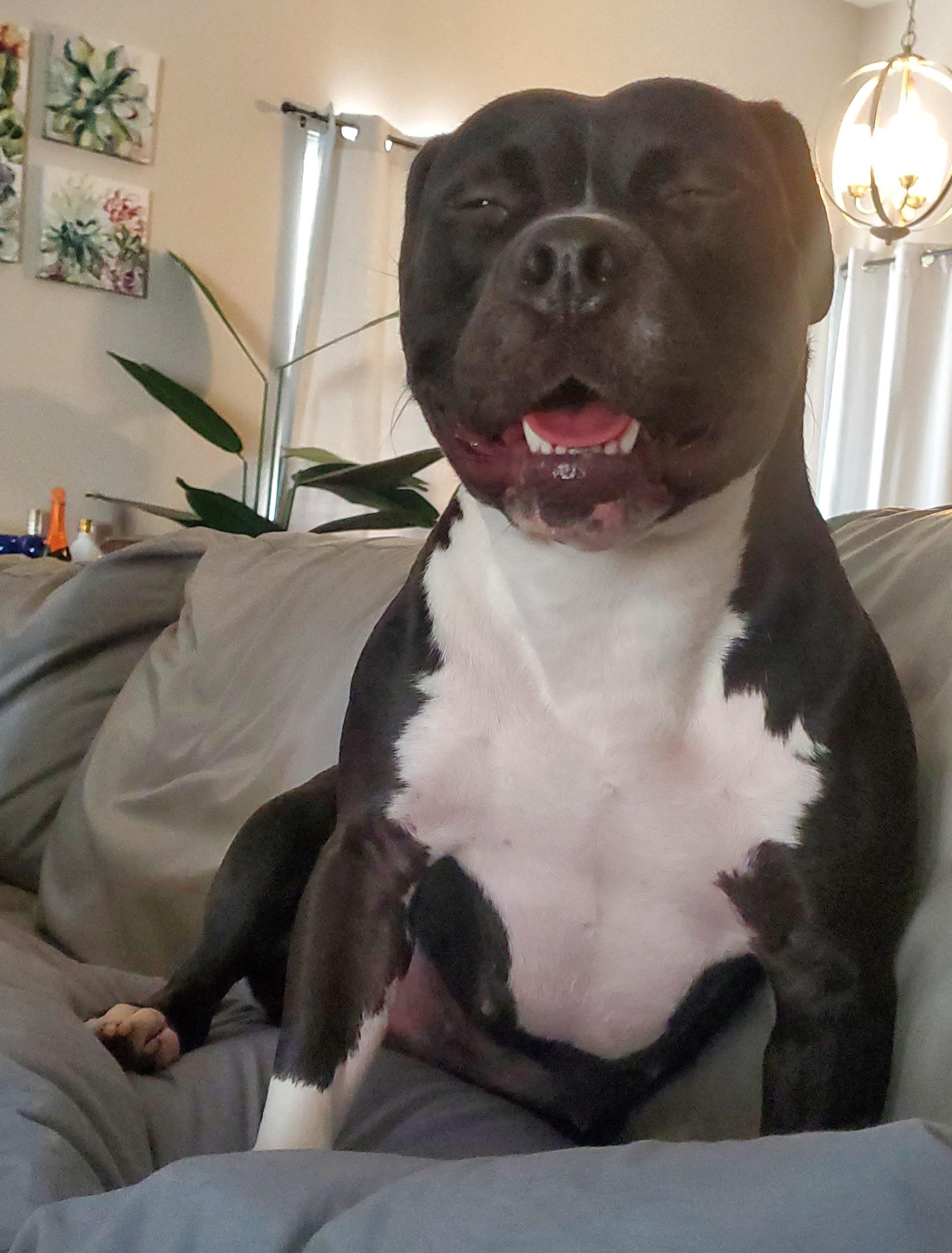 Enlarge Sammy, a Adopted Pit Bull Terrier in Arlee, MT image 6/6