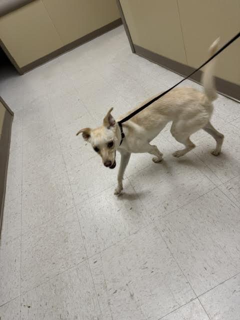 Georgette, a Adoptable Mixed Breed in Hobbs, NM image 1/2