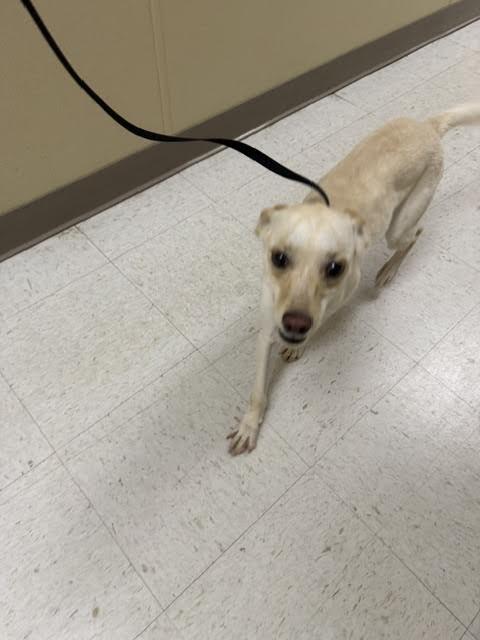 Georgette, a Adoptable Mixed Breed in Hobbs, NM image 2/2