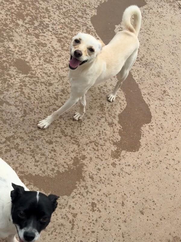 Georgette, a Adoptable Mixed Breed in Hobbs, NM image 3/3
