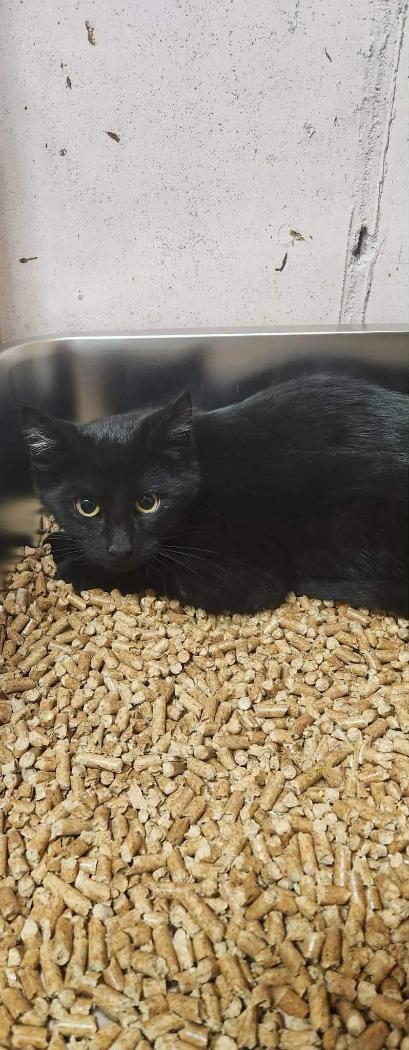 Enlarge Stitch, a Adoptable Domestic Short Hair in Stover, MO image 1/2