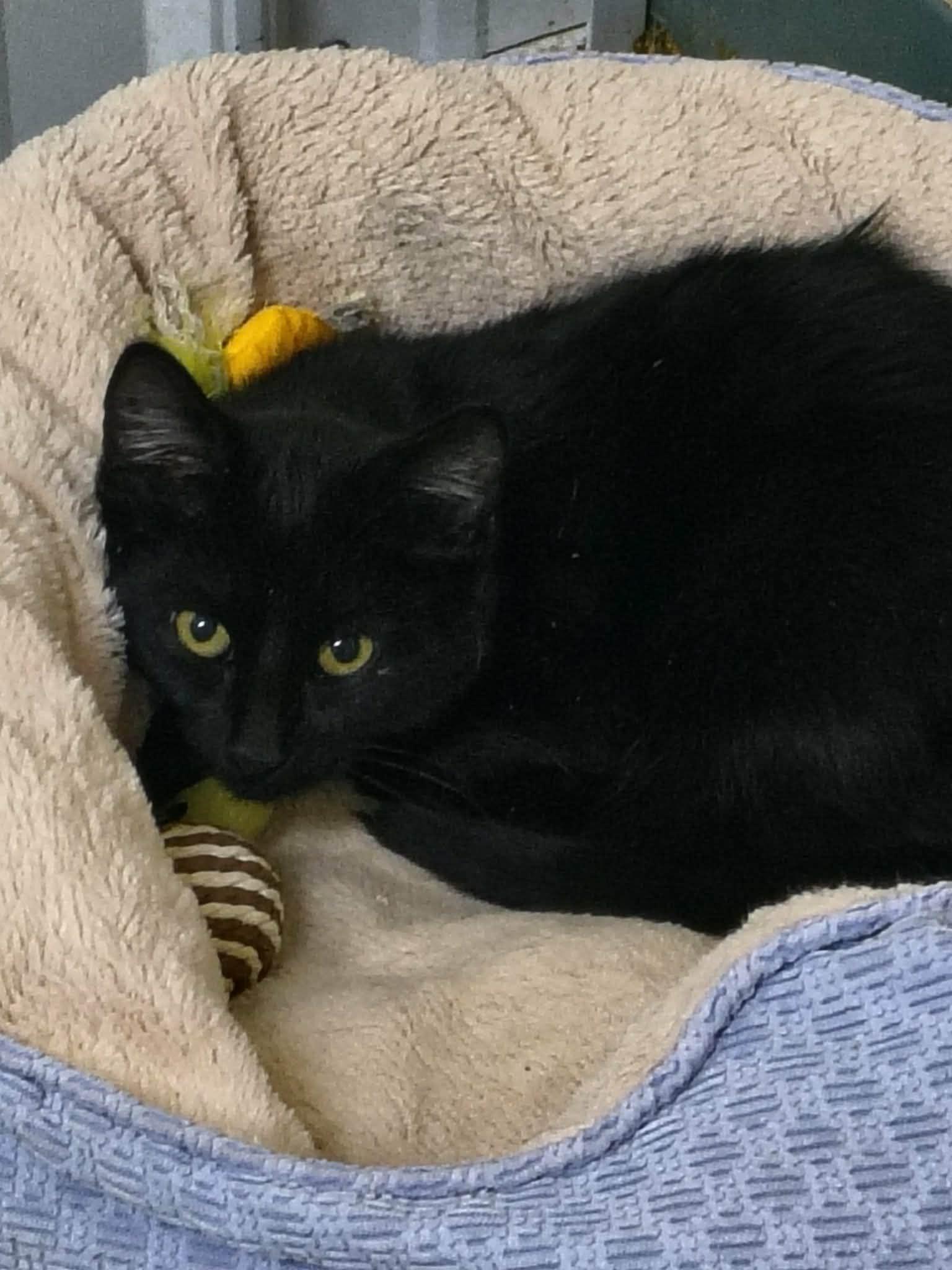 Enlarge Stitch, a Adoptable Domestic Short Hair in Stover, MO image 2/2