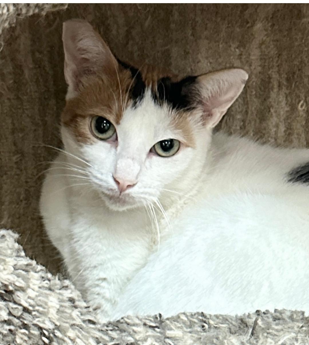 Ava Gardner, Adoptable, Adult Female Calico.