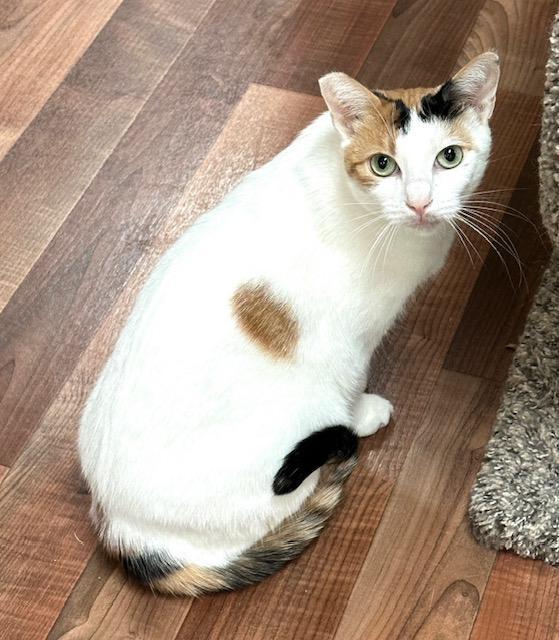 Enlarge Ava Gardner, a Adoptable Calico in West Hills, CA image 2/3