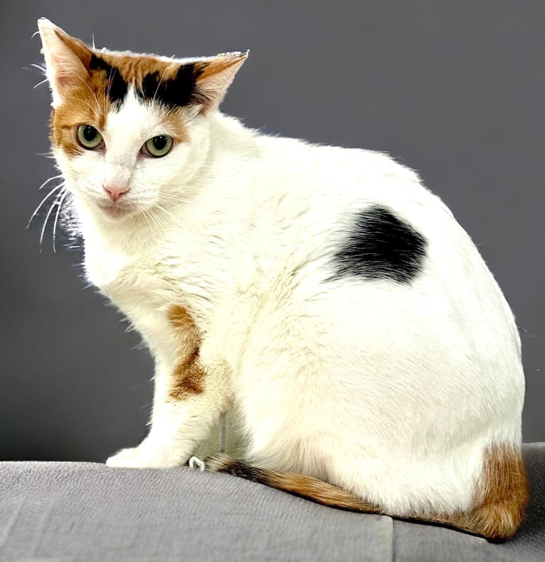 Enlarge Ava Gardner, a Adoptable Calico in West Hills, CA image 3/3