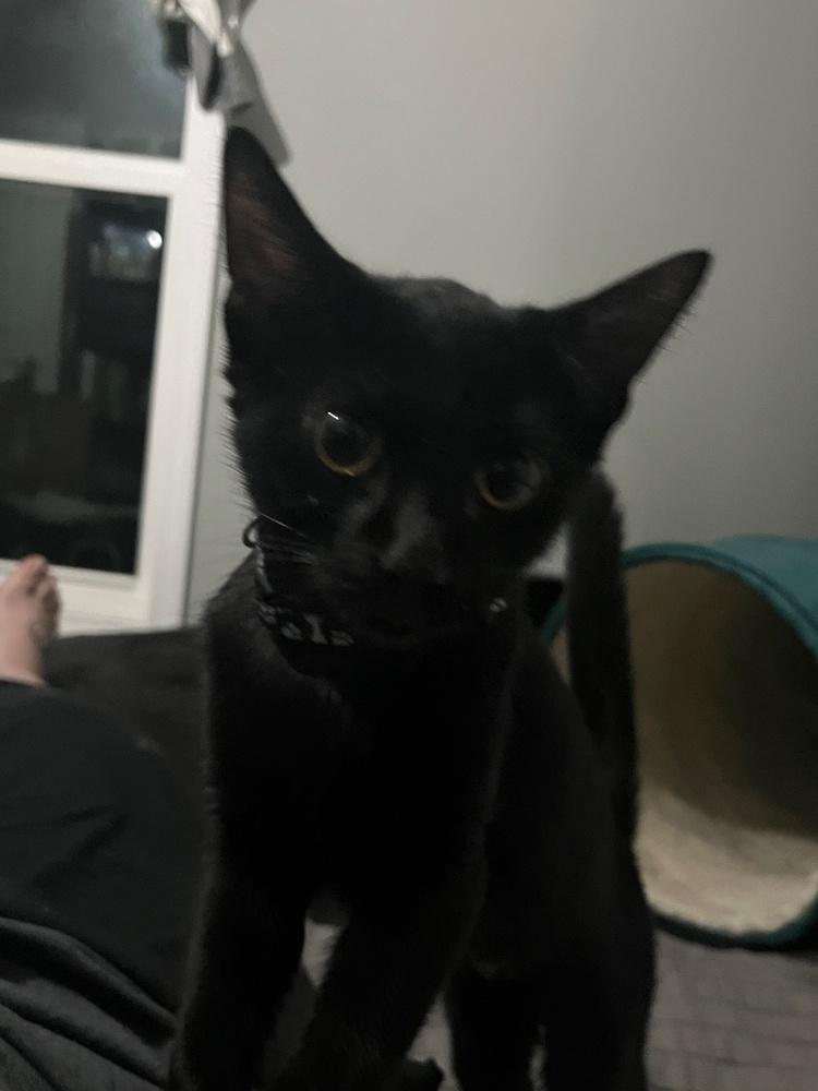 Didi (25-155 C), a Adoptable Domestic Long Hair in Lansing, MI image 1/5