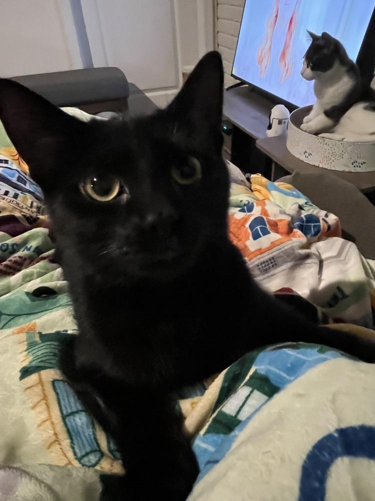 Didi (25-155 C), a Adoptable Domestic Long Hair in Lansing, MI image 2/5