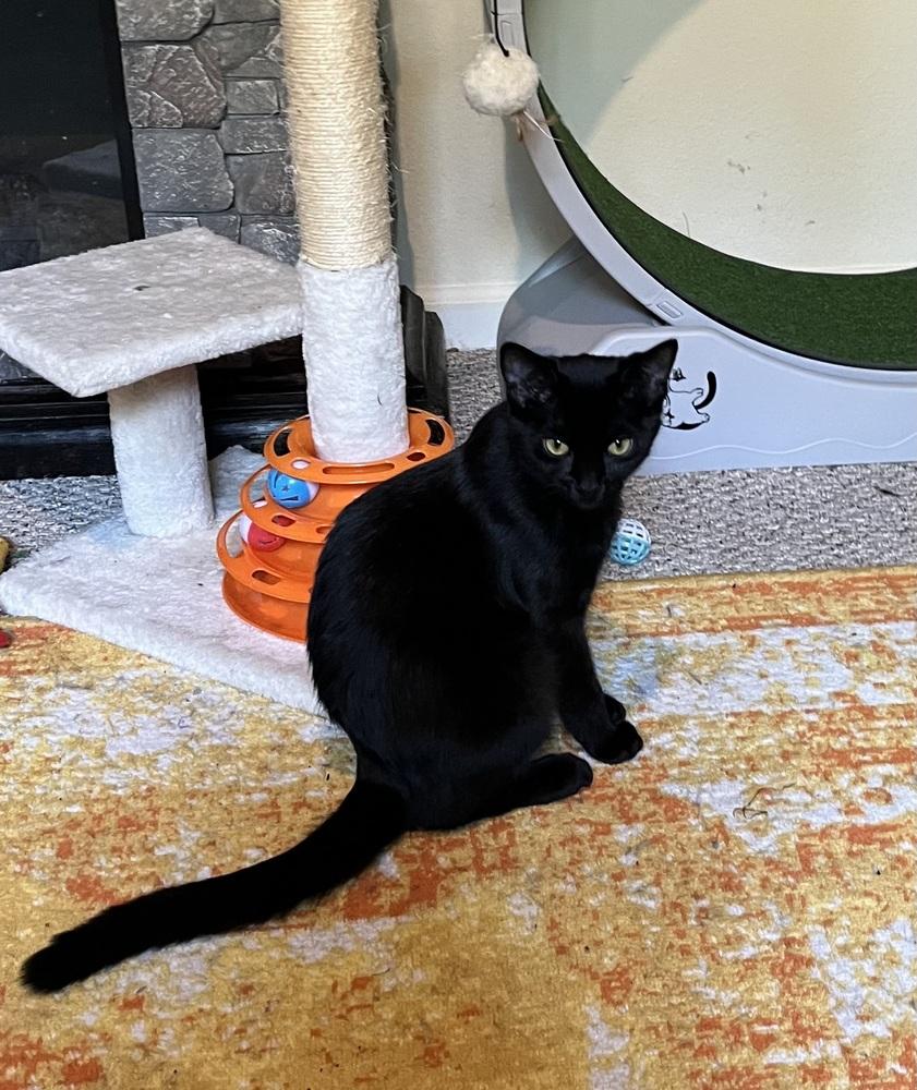 Didi (25-155 C), a Adoptable Domestic Long Hair in Lansing, MI image 3/5