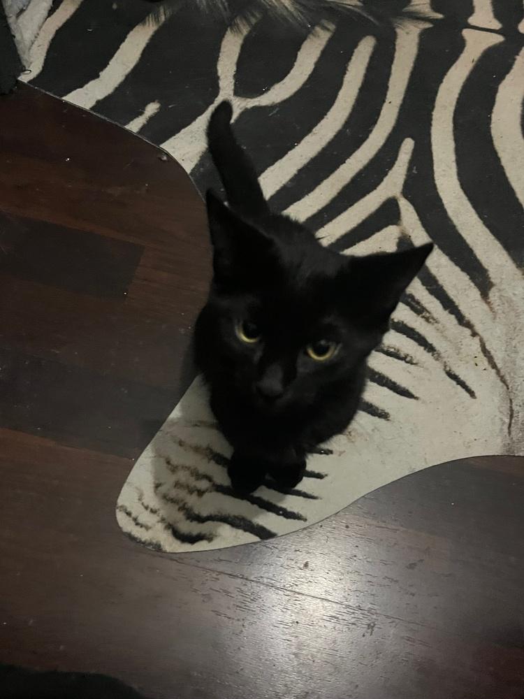 Didi (25-155 C), a Adoptable Domestic Long Hair in Lansing, MI image 4/5