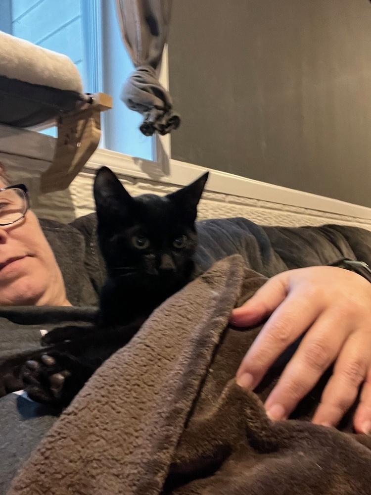 Didi (25-155 C), a Adoptable Domestic Long Hair in Lansing, MI image 5/5