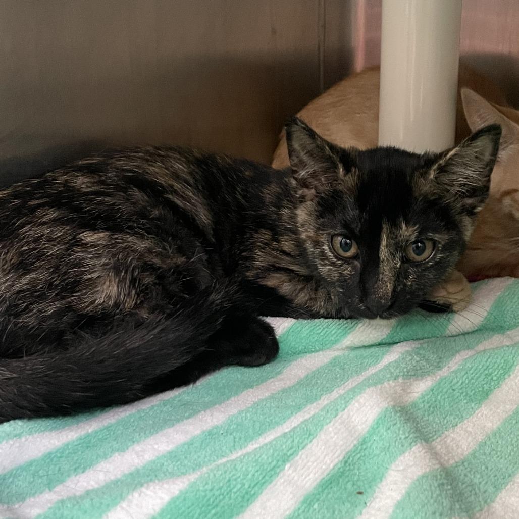 Enlarge Athena, a Adoptable Domestic Short Hair in Philadelphia, PA image 1/2