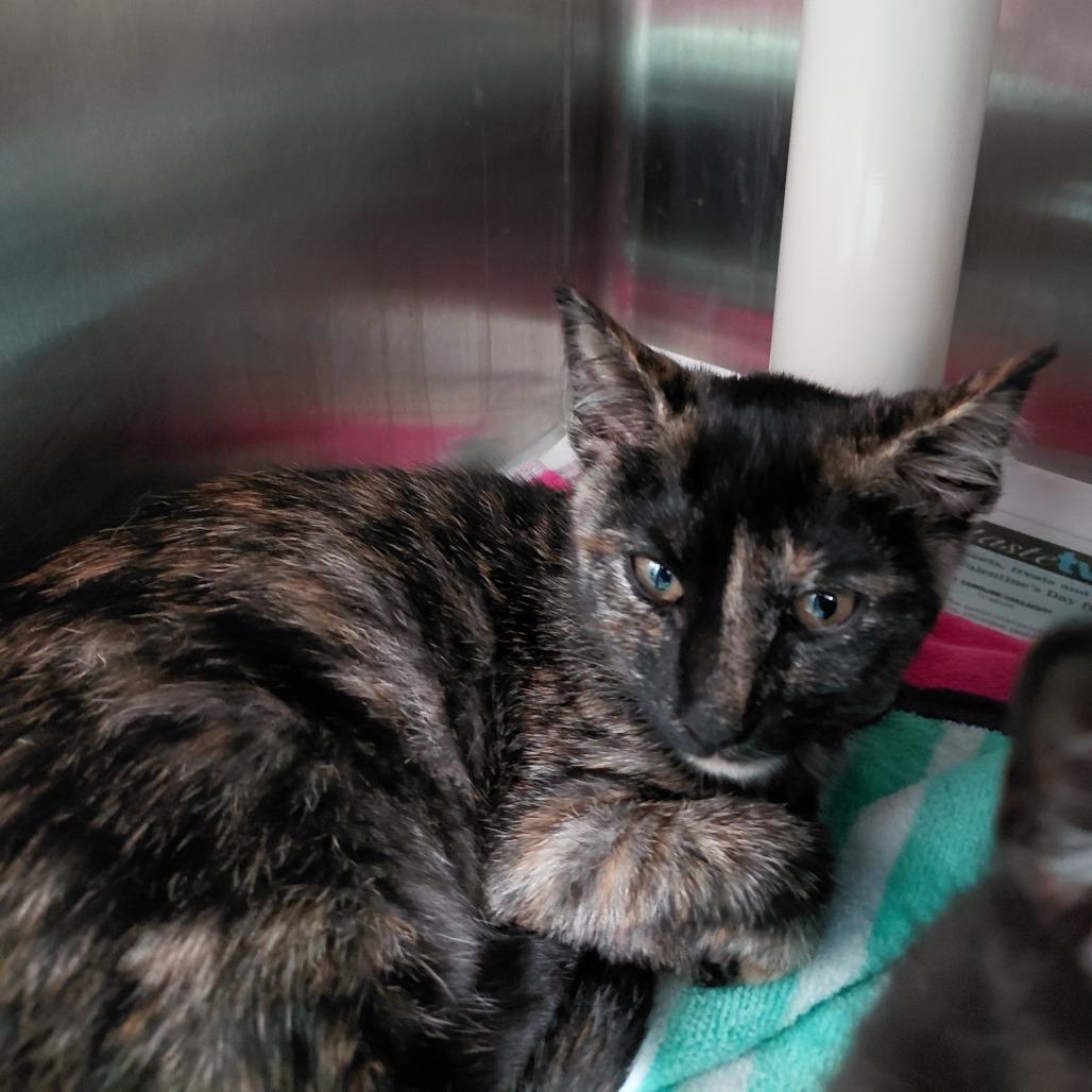 Enlarge Athena, a Adoptable Domestic Short Hair in Philadelphia, PA image 2/2