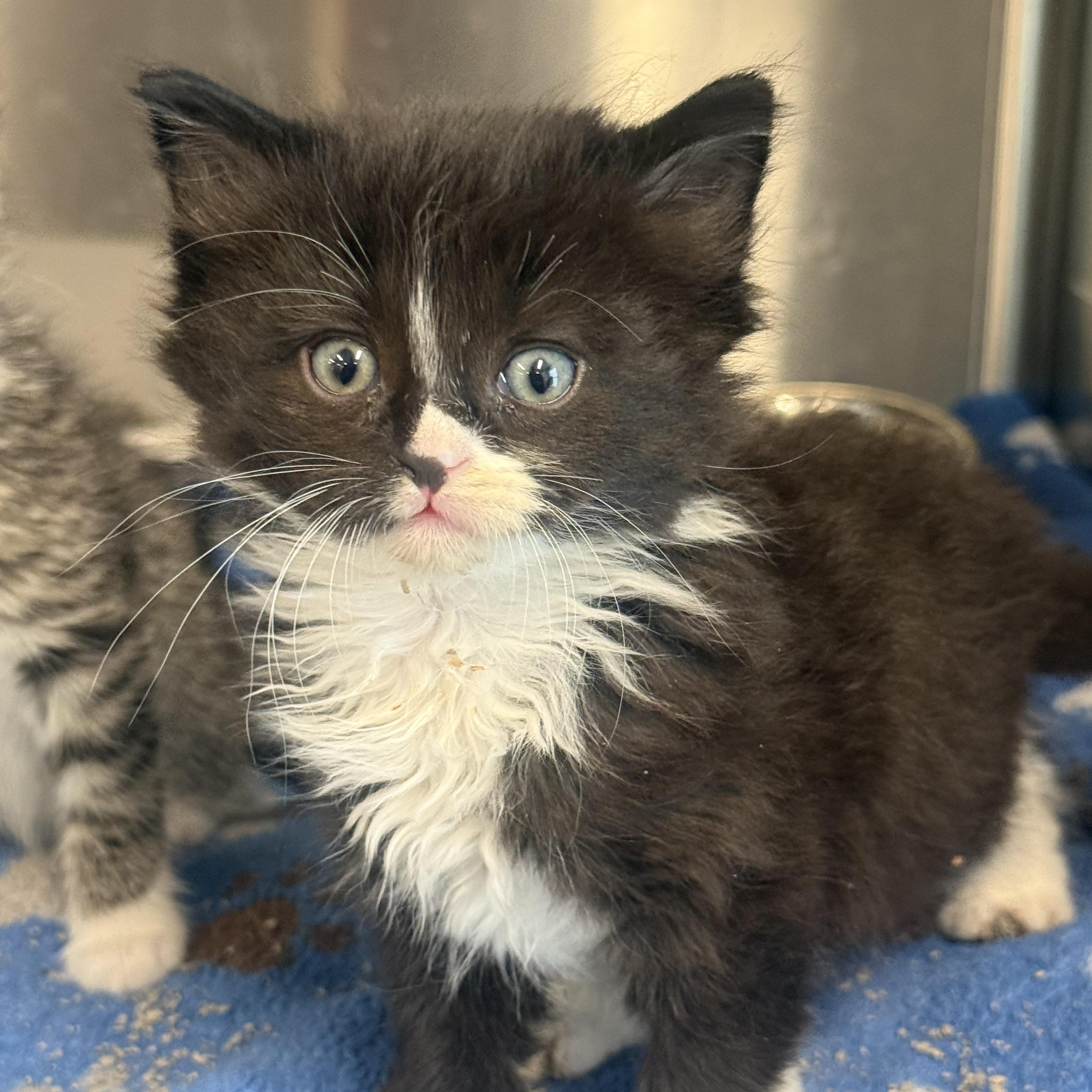Enlarge Iris, a Adopted Domestic Long Hair in Medinah, IL image 1/1