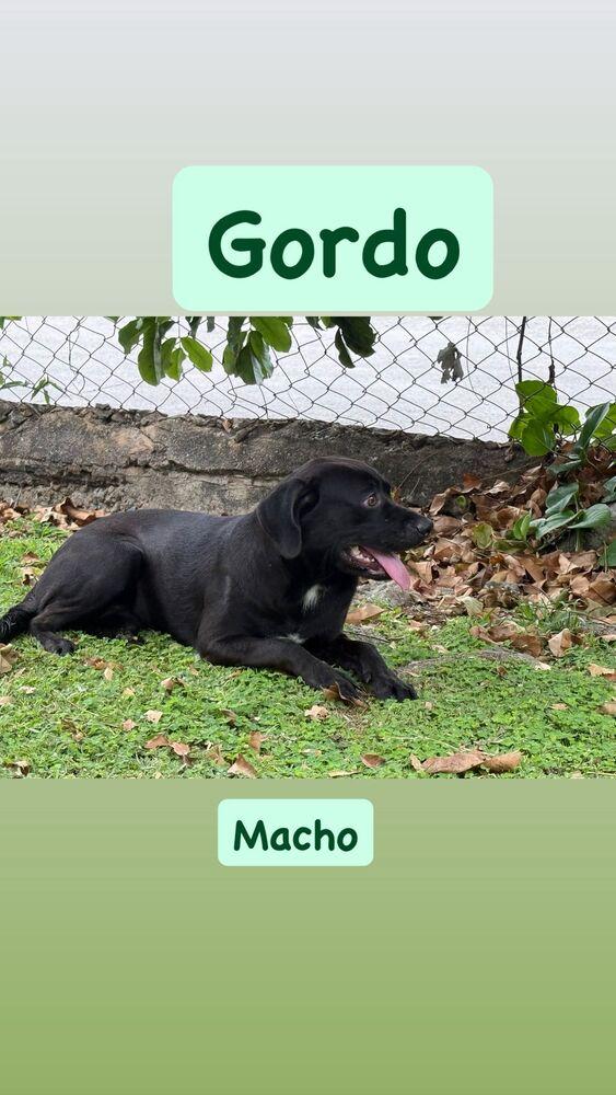 Gordo, a Adoptable mixed breed in Naranjito, PR image 1/2
