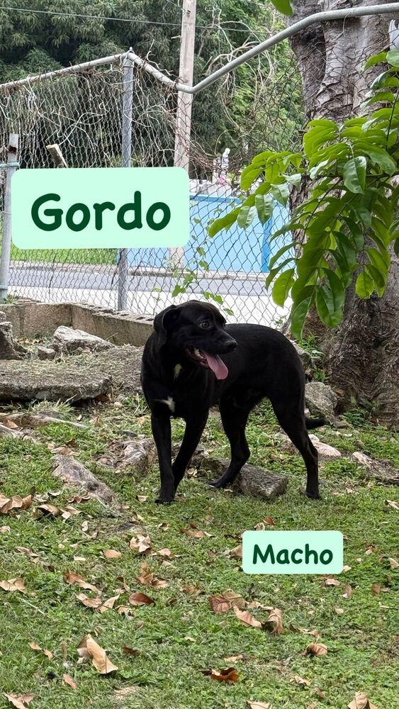 Gordo, a Adoptable mixed breed in Naranjito, PR image 2/2