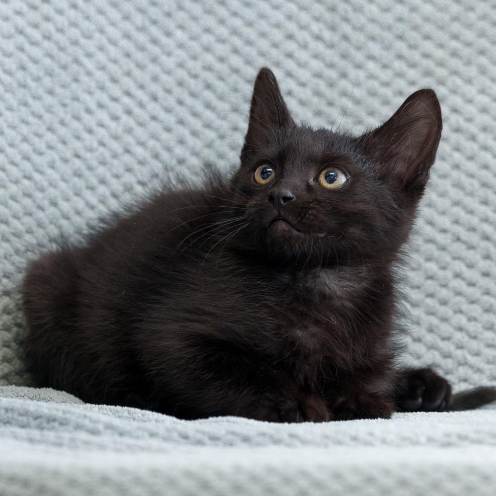Enlarge Assam, a Adoptable Domestic Short Hair in Sunnyvale, CA image 1/3