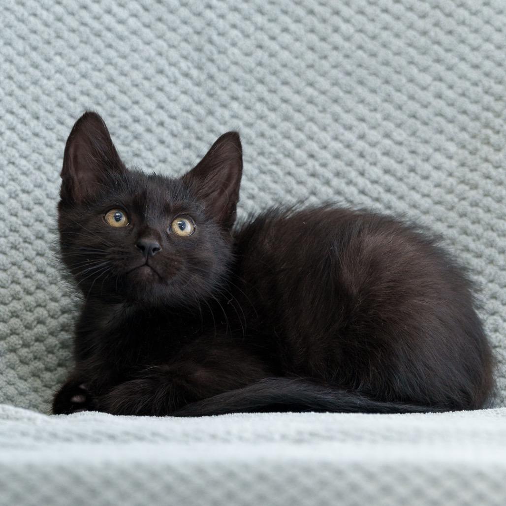 Enlarge Assam, a Adoptable Domestic Short Hair in Sunnyvale, CA image 2/3