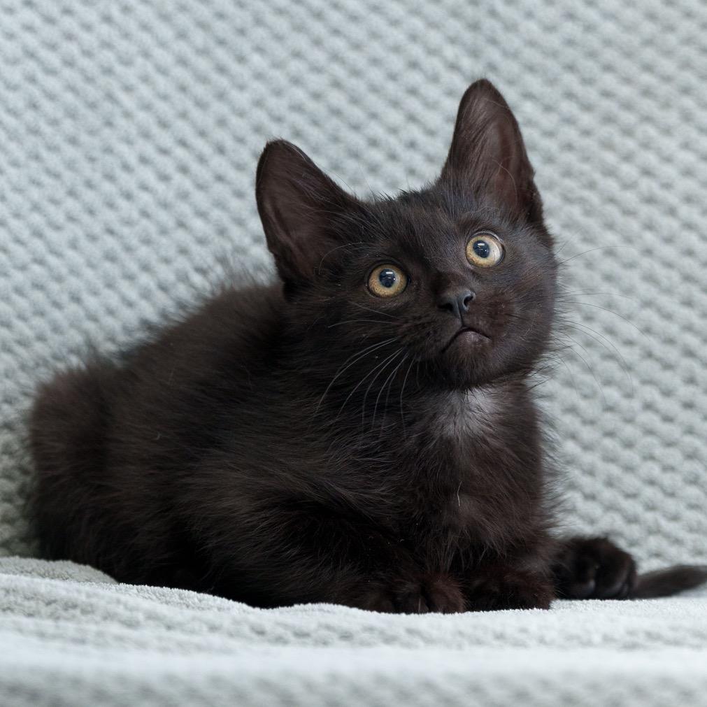 Enlarge Assam, a Adoptable Domestic Short Hair in Sunnyvale, CA image 3/3
