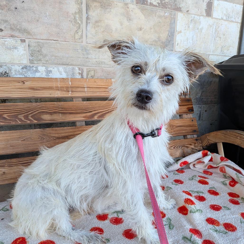 Enlarge Mara, a Adoptable Terrier in Chico, CA image 1/6