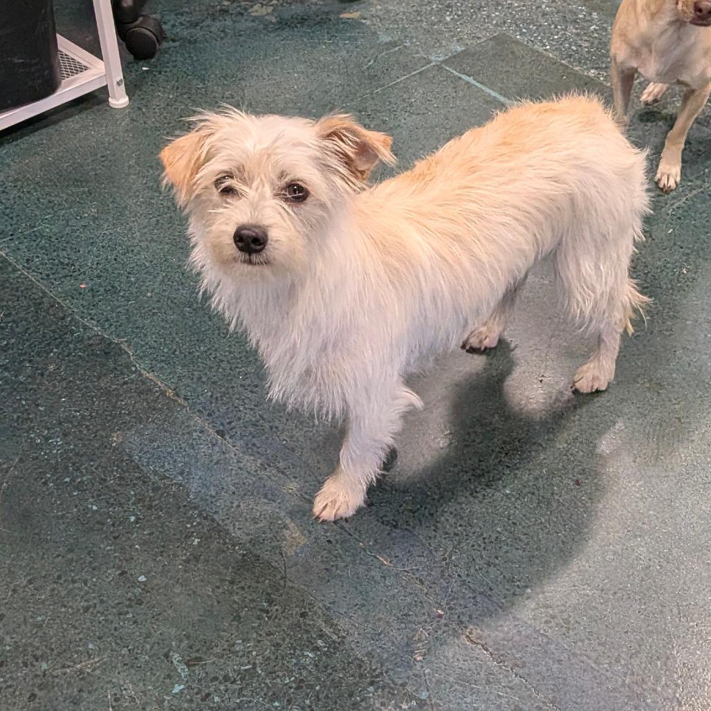 Enlarge Mara, a Adoptable Terrier in Chico, CA image 2/6