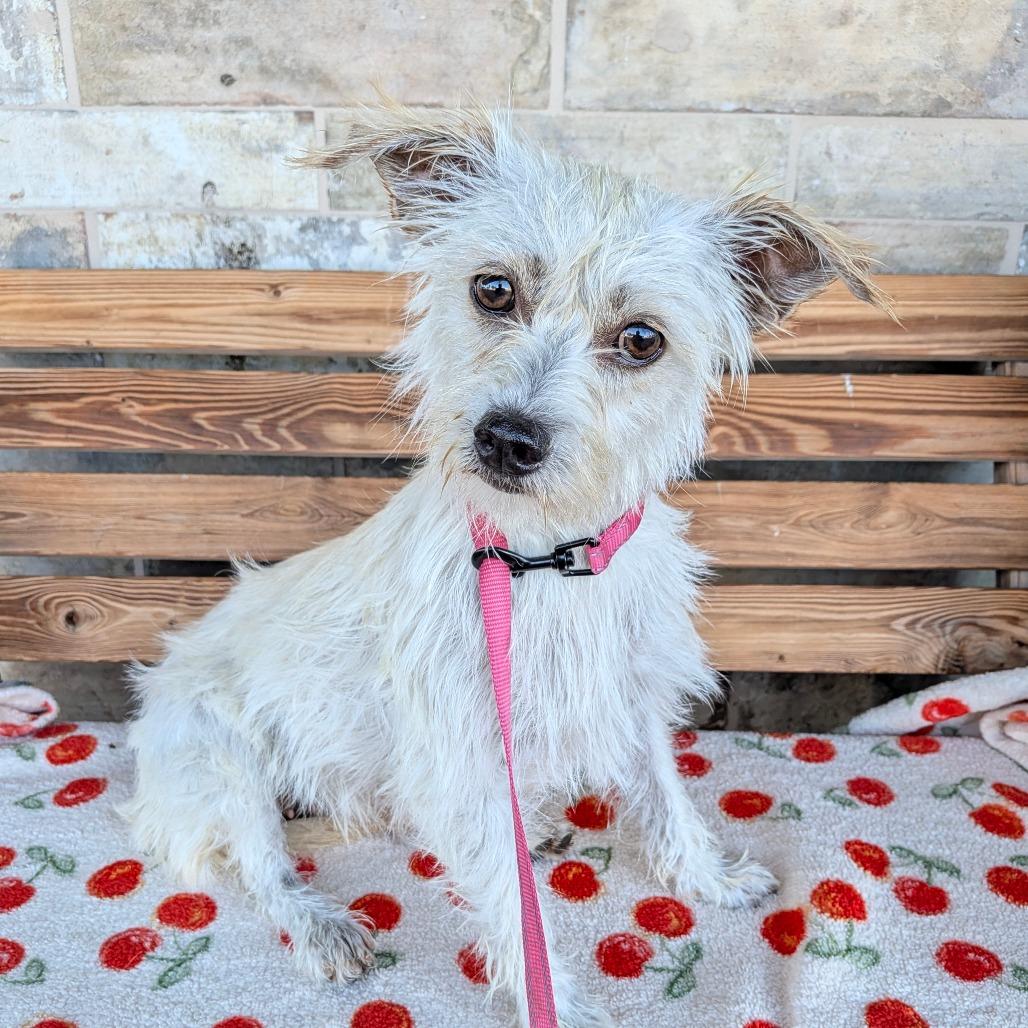 Enlarge Mara, a Adoptable Terrier in Chico, CA image 3/6