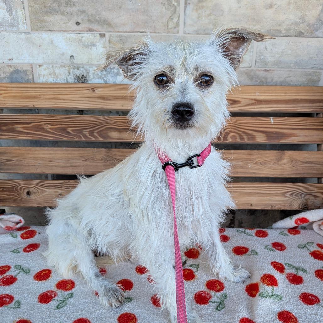 Enlarge Mara, a Adoptable Terrier in Chico, CA image 4/6