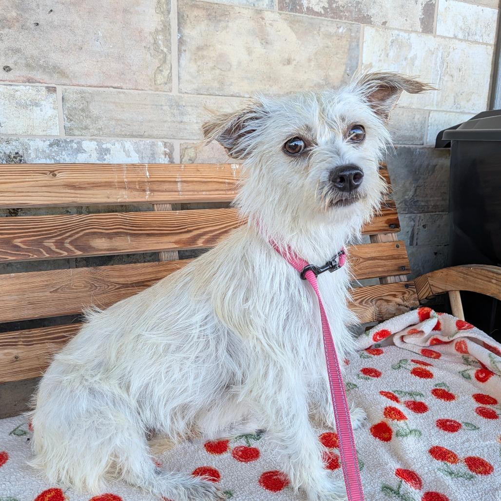 Enlarge Mara, a Adoptable Terrier in Chico, CA image 5/6