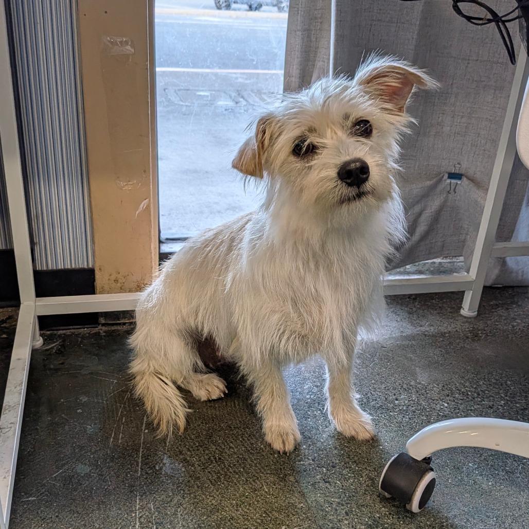 Enlarge Mara, a Adoptable Terrier in Chico, CA image 6/6