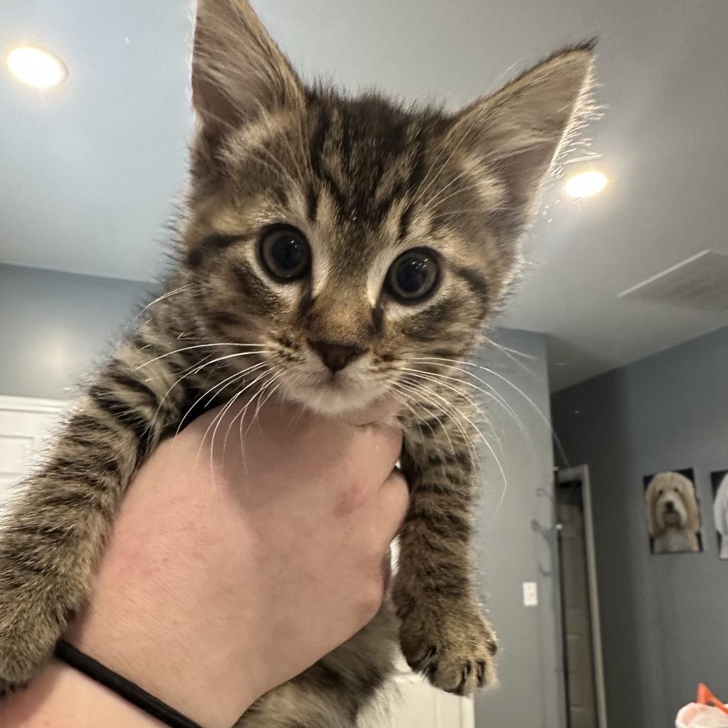 Fruit Loops, Adoptable, Kitten Male Domestic Short Hair.