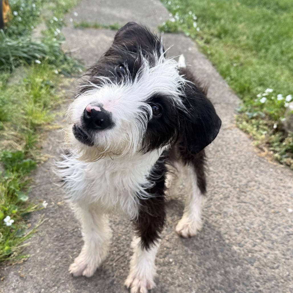 Enlarge Mazie, a Adoptable mixed breed in Little Rock, AR image 1/6