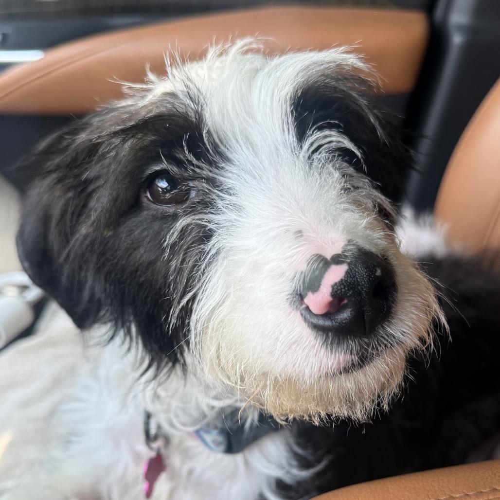 Enlarge Mazie, a Adoptable mixed breed in Little Rock, AR image 2/6