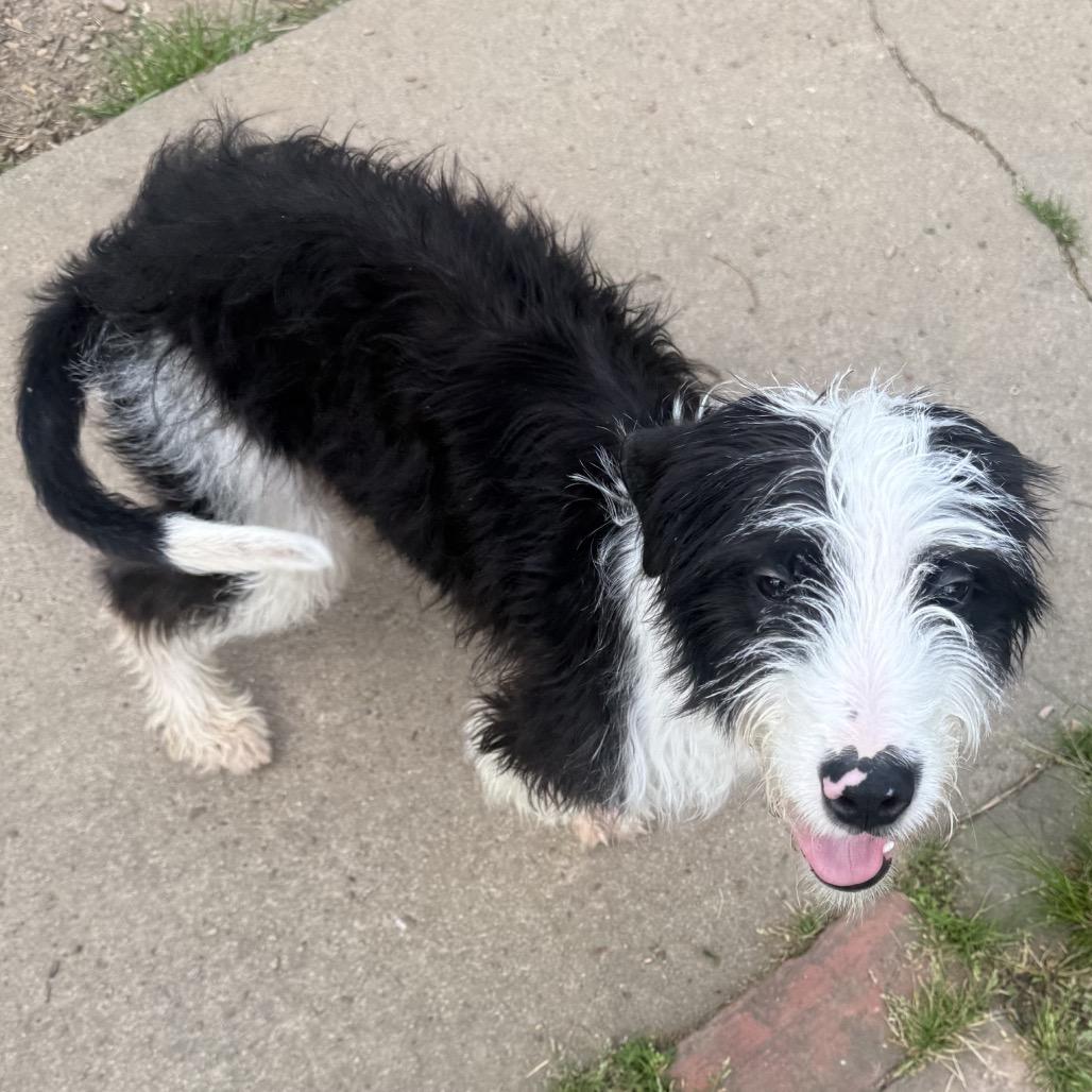Enlarge Mazie, a Adoptable mixed breed in Little Rock, AR image 3/6