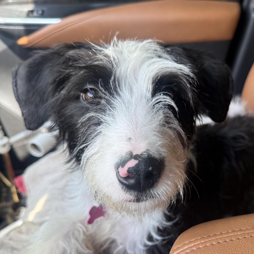 Enlarge Mazie, a Adoptable mixed breed in Little Rock, AR image 4/6