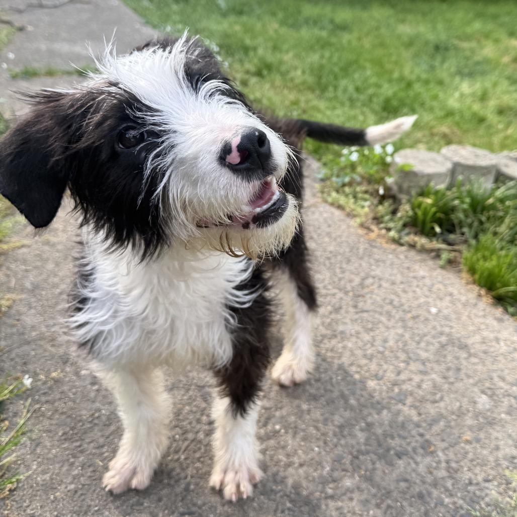 Enlarge Mazie, a Adoptable mixed breed in Little Rock, AR image 5/6