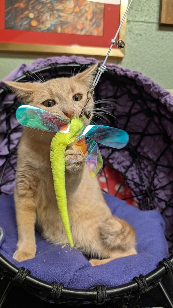 Butters, Adoptable, Young Male Domestic Short Hair.