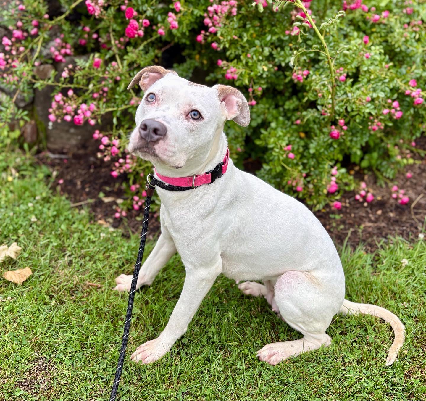 Rihanna Pit Bull Terrier Dog