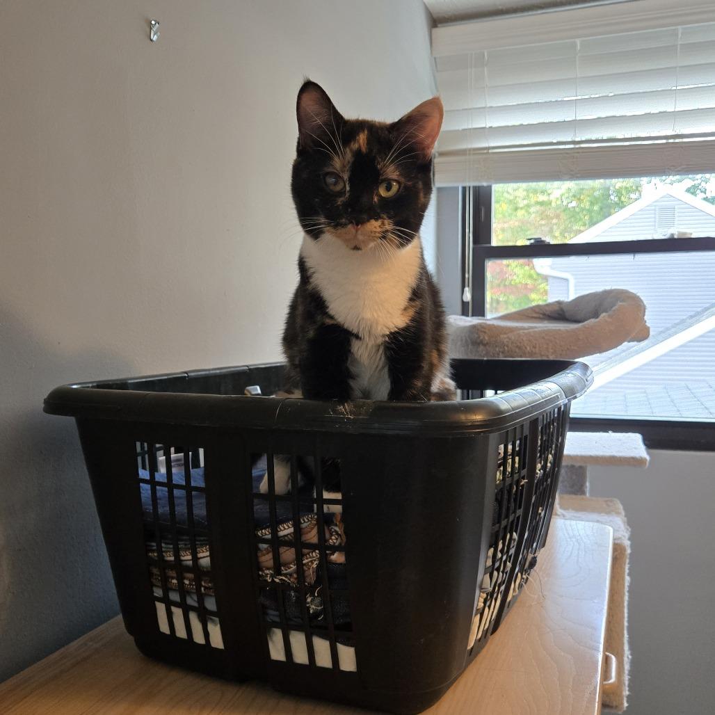 Eri in Arnold MD, a Adoptable Domestic Short Hair in Alexandria, VA image 1/4