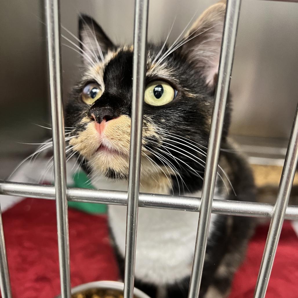 Eri in Arnold MD, a Adoptable Domestic Short Hair in Alexandria, VA image 2/4