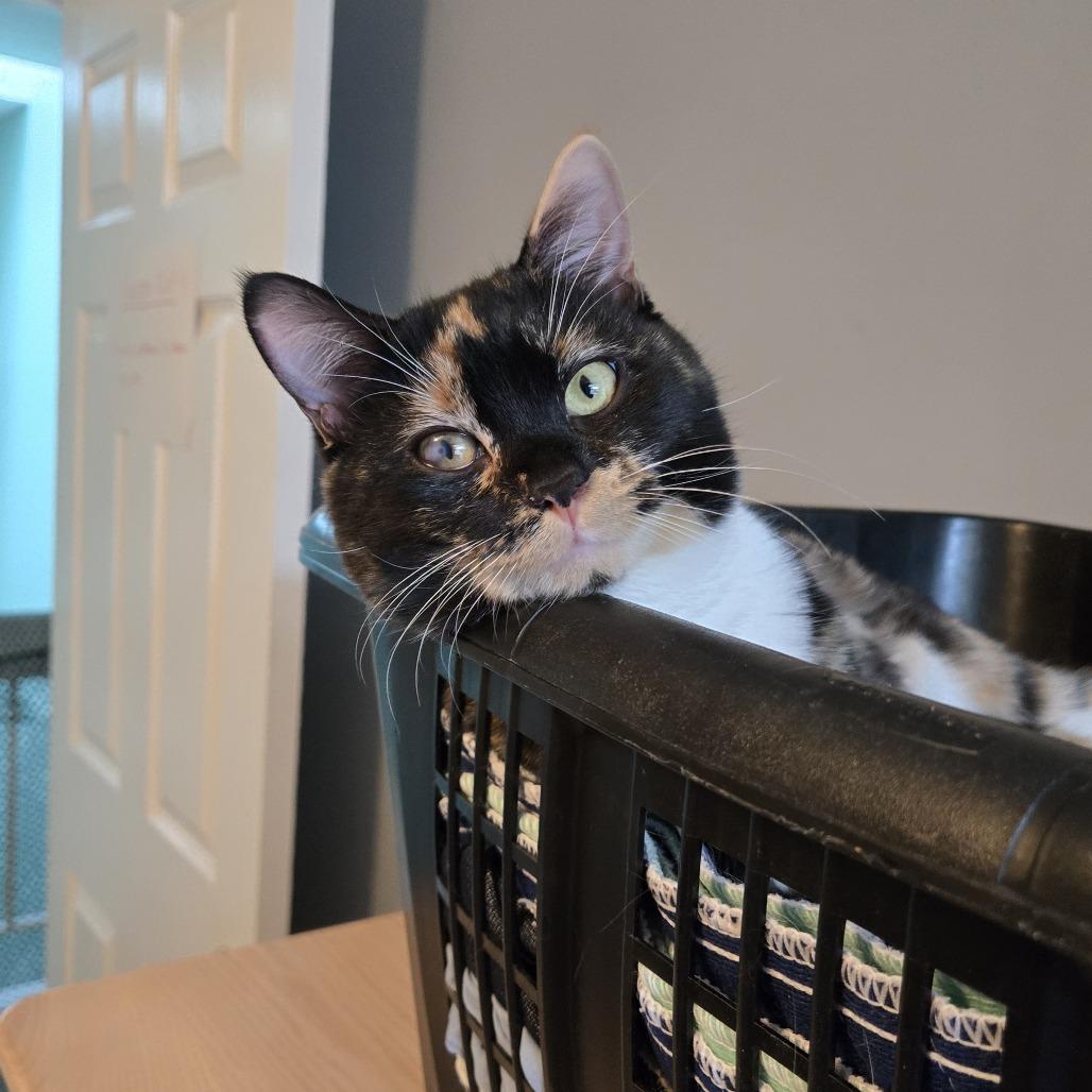 Eri in Arnold MD, a Adoptable Domestic Short Hair in Alexandria, VA image 3/4