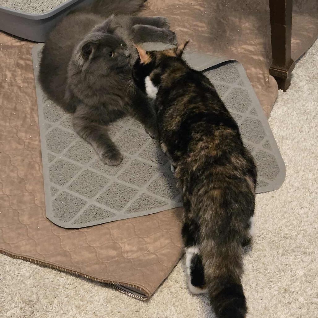 Eri in Arnold MD, a Adoptable Domestic Short Hair in Alexandria, VA image 4/4