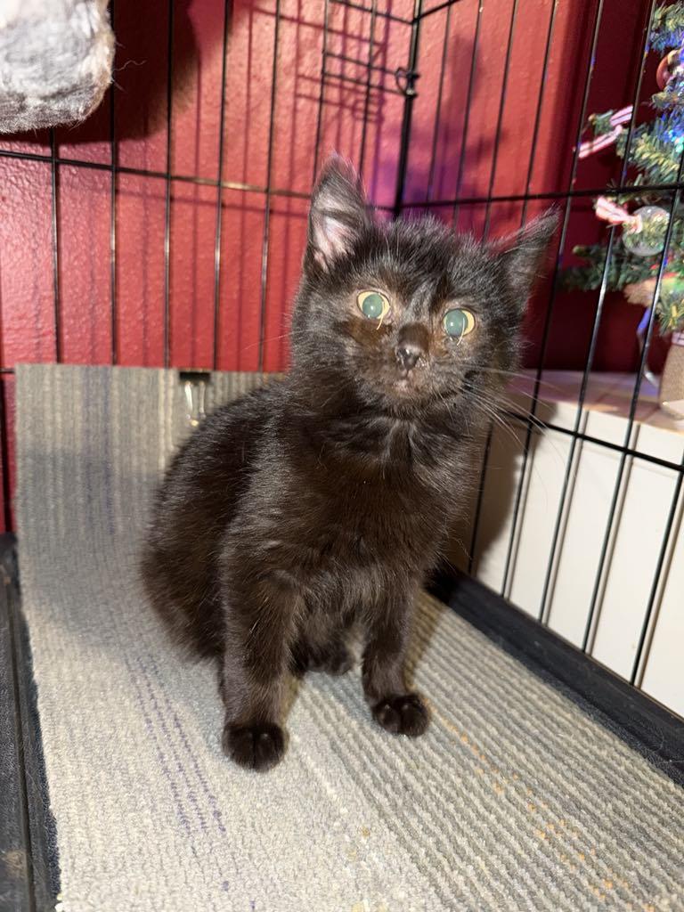 Enlarge The Frozen 7-Simone, an adopted Domestic Medium Hair in Charles City, IA image 2/4