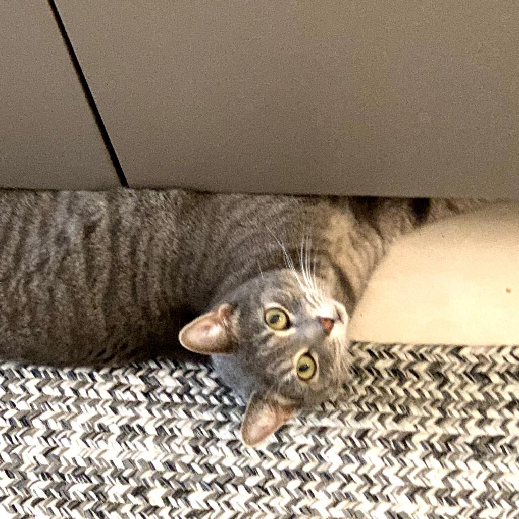 Lindy @Pawz Pet Cafe