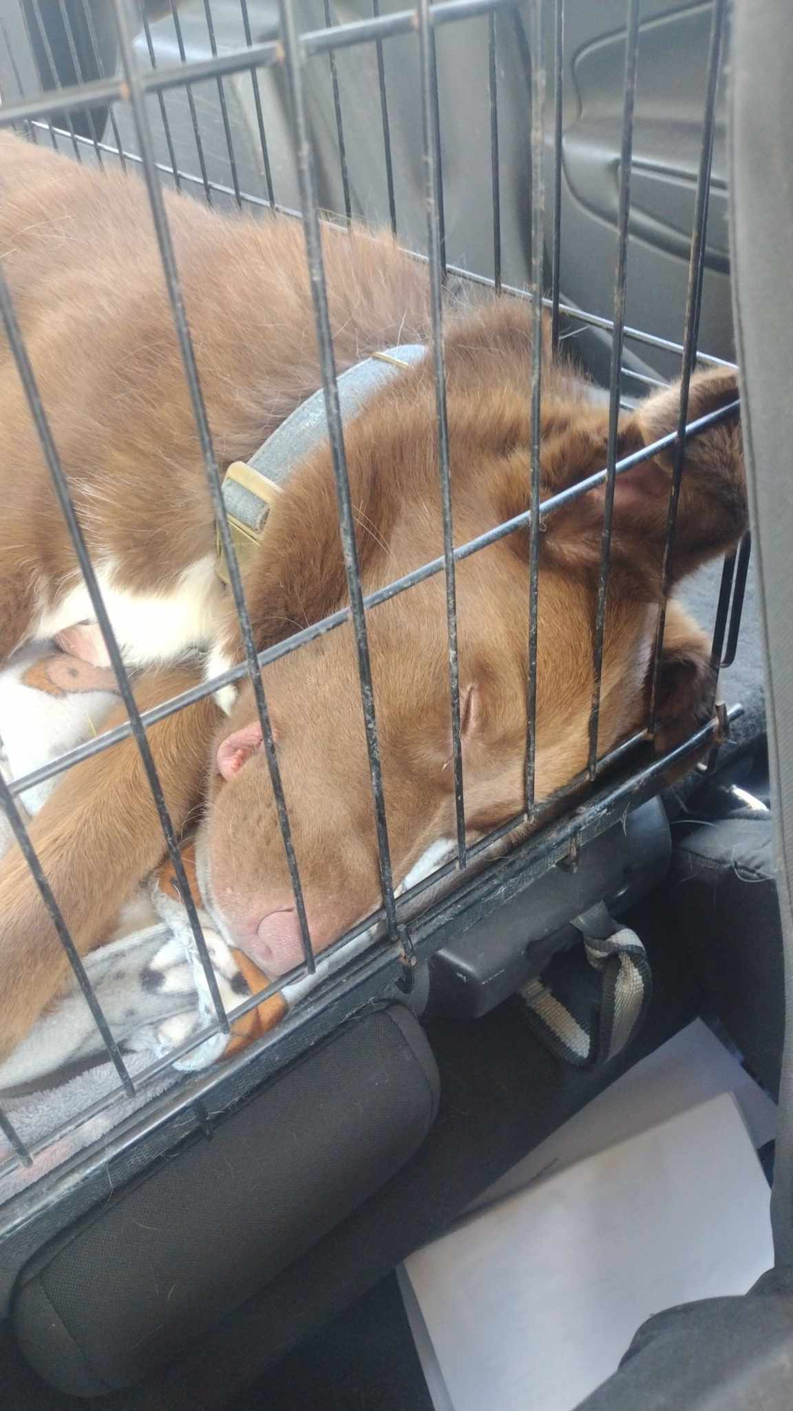 Dog for adoption Wyatt, a Border Collie in Plattsburg, MO Petfinder