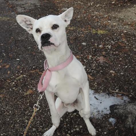 Strawberry Icing — thumbnail 5