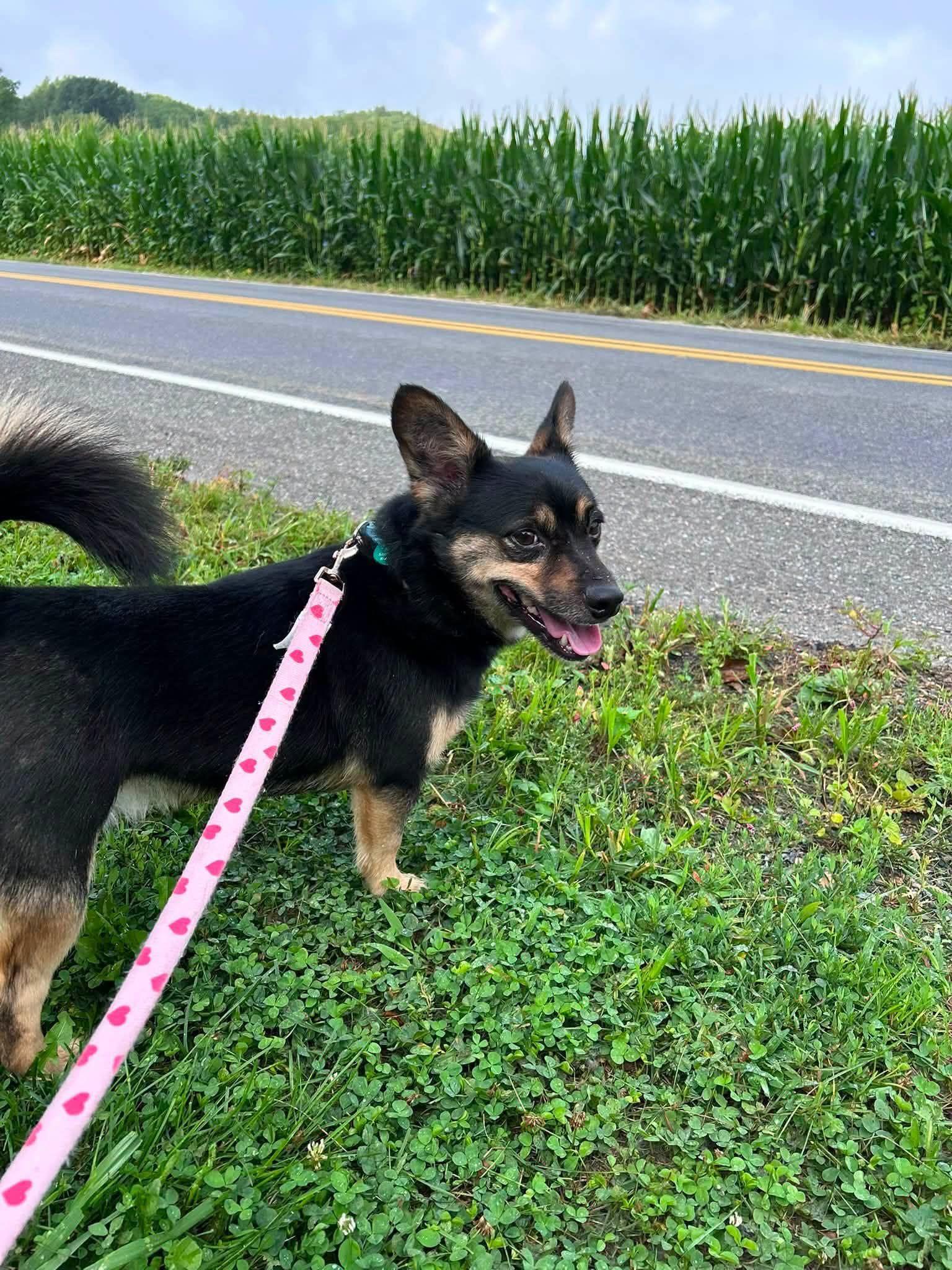 Enlarge Bean, a Adoptable mixed breed in Breinigsville, PA image 3/6