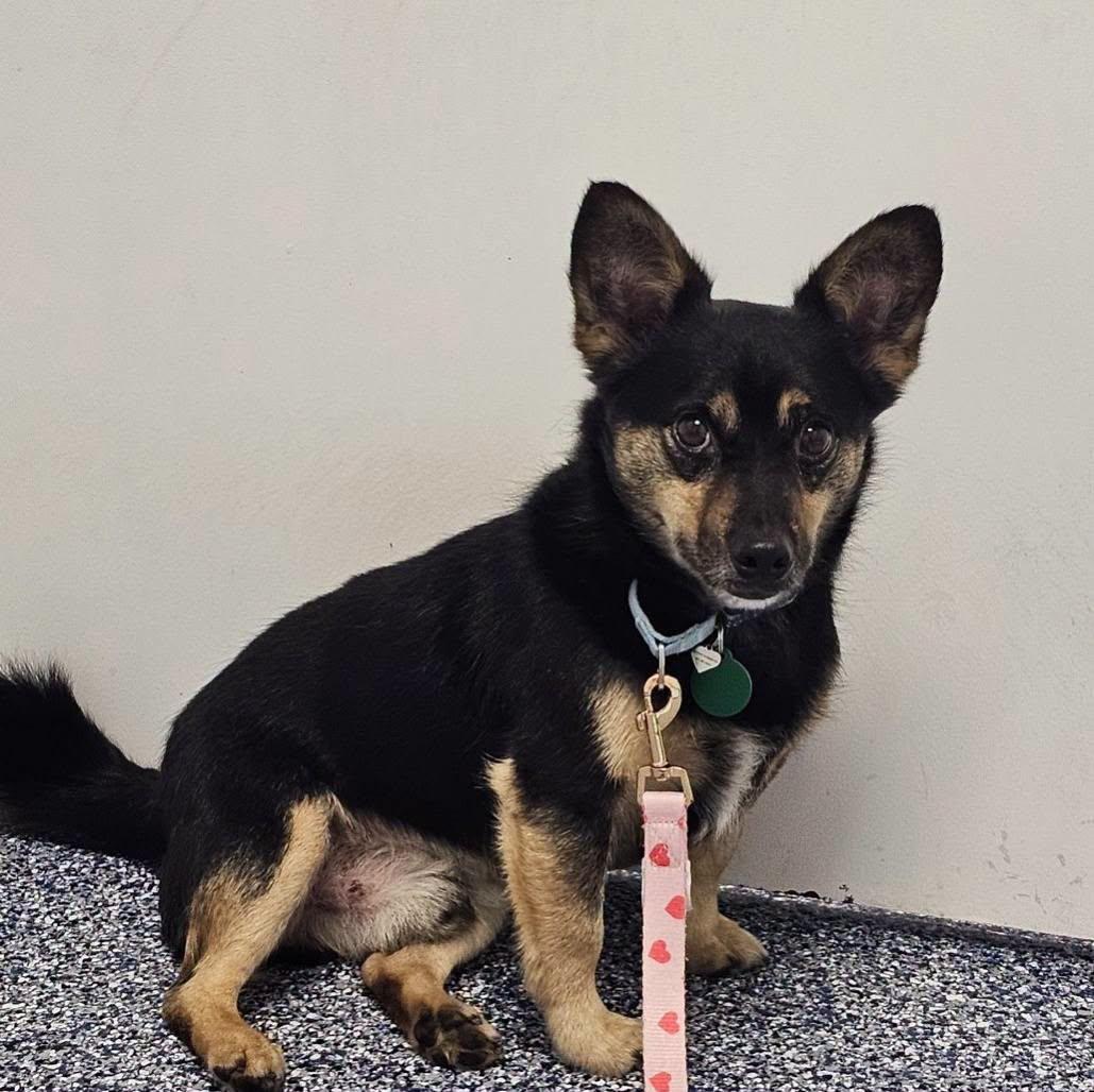 Enlarge Bean, a Adoptable mixed breed in Breinigsville, PA image 5/6