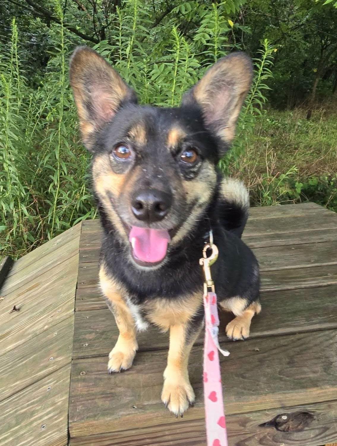 Enlarge Bean, a Adoptable mixed breed in Breinigsville, PA image 4/6