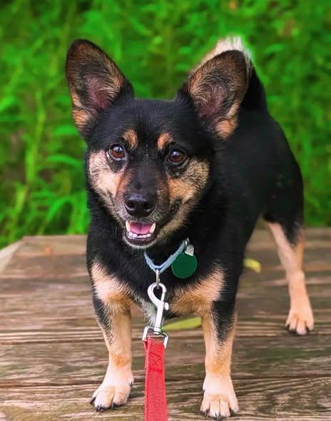 Enlarge Bean, a Adoptable mixed breed in Breinigsville, PA image 1/6